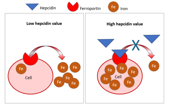 Hepcidin effect on iron absorption