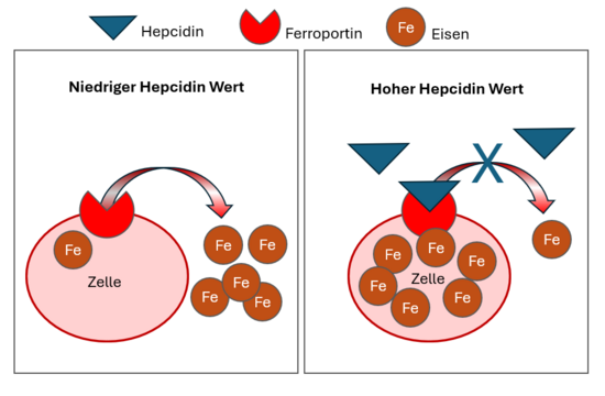 Hepcidin Effekt auf Eisenaufnahme